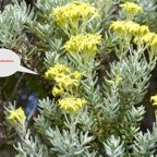 Hubertia tomentosa-2.jpeg