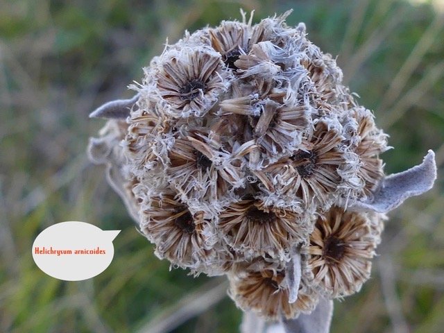 Petit velours blanc - Helichrysum arnicoides .jpeg