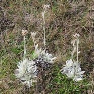 3 Helichrysum arnicoides - Petit velours blanc - ASTERACEE Endemique  Edelweiss locales..jpg