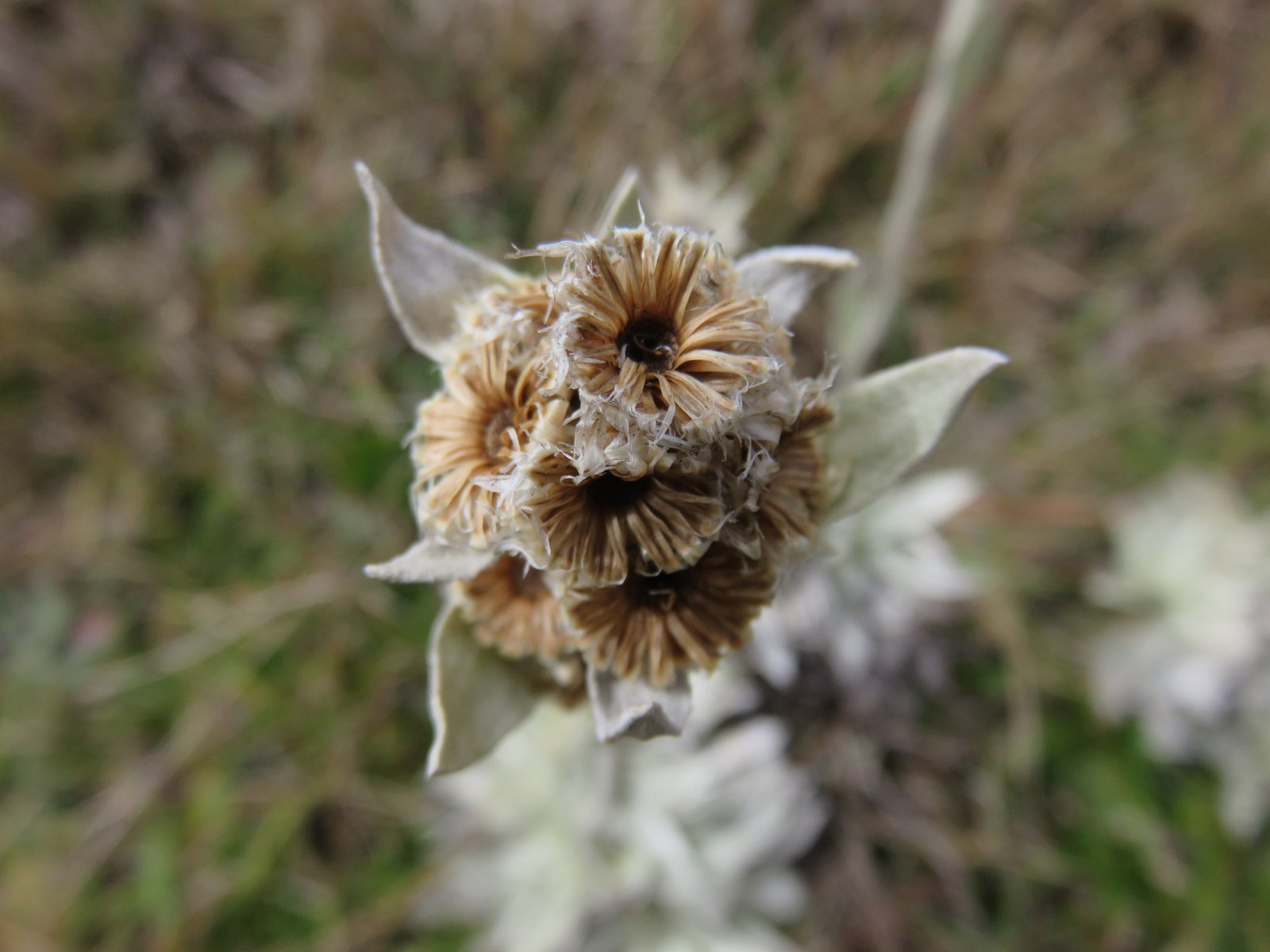 4 Helichrysum arnicoides - Petit velours blanc - ASTERACEE Endemique.jpg