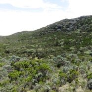 10 Vegetation ericoides mais fournie.jpg