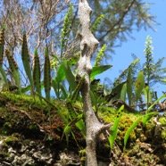 16 Benthamia nigrescens  - - Orchidaceae - Indigene Reunion.jpg