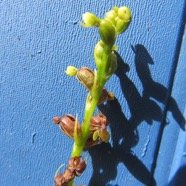 21 Benthamia sp..jpg