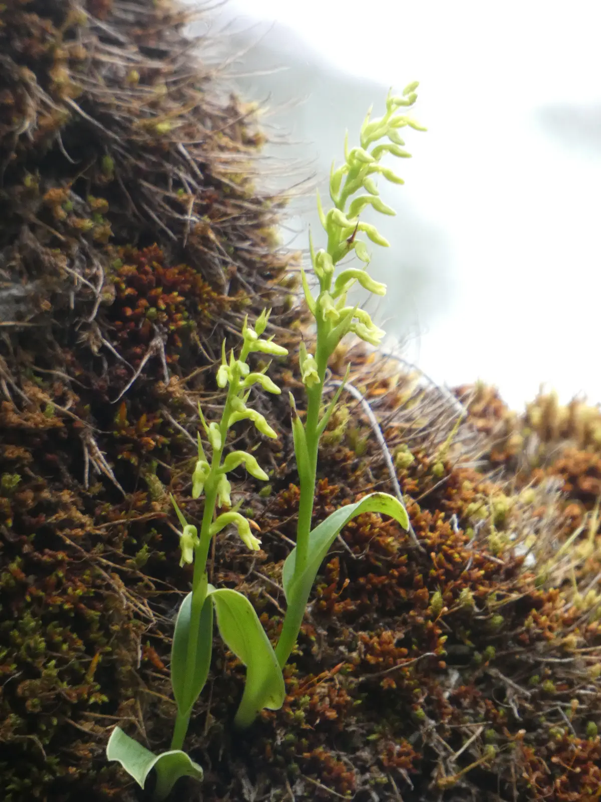 Benthamia erinacea (2)