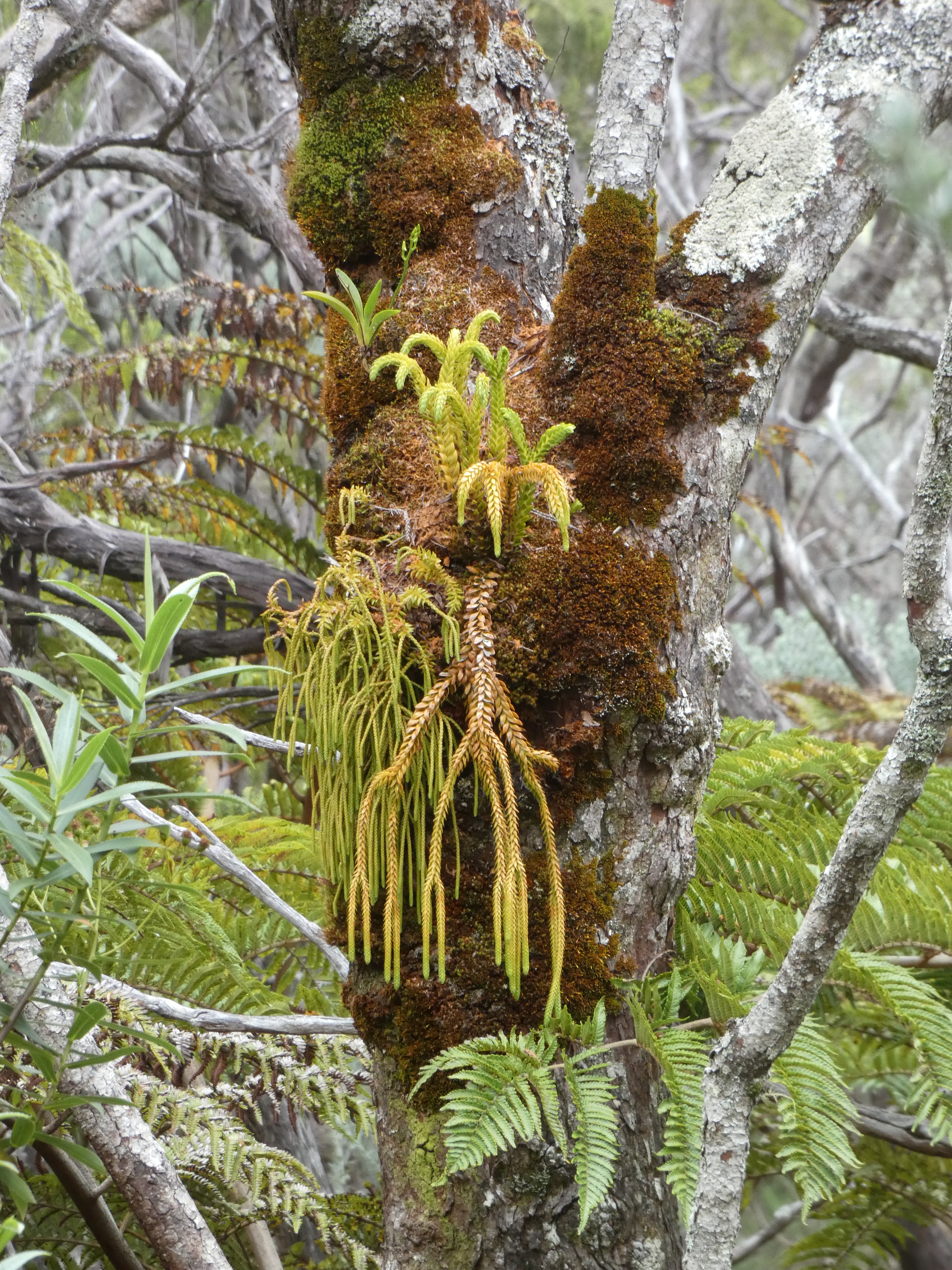 Epaulette - Phlegmarirus gnidoides