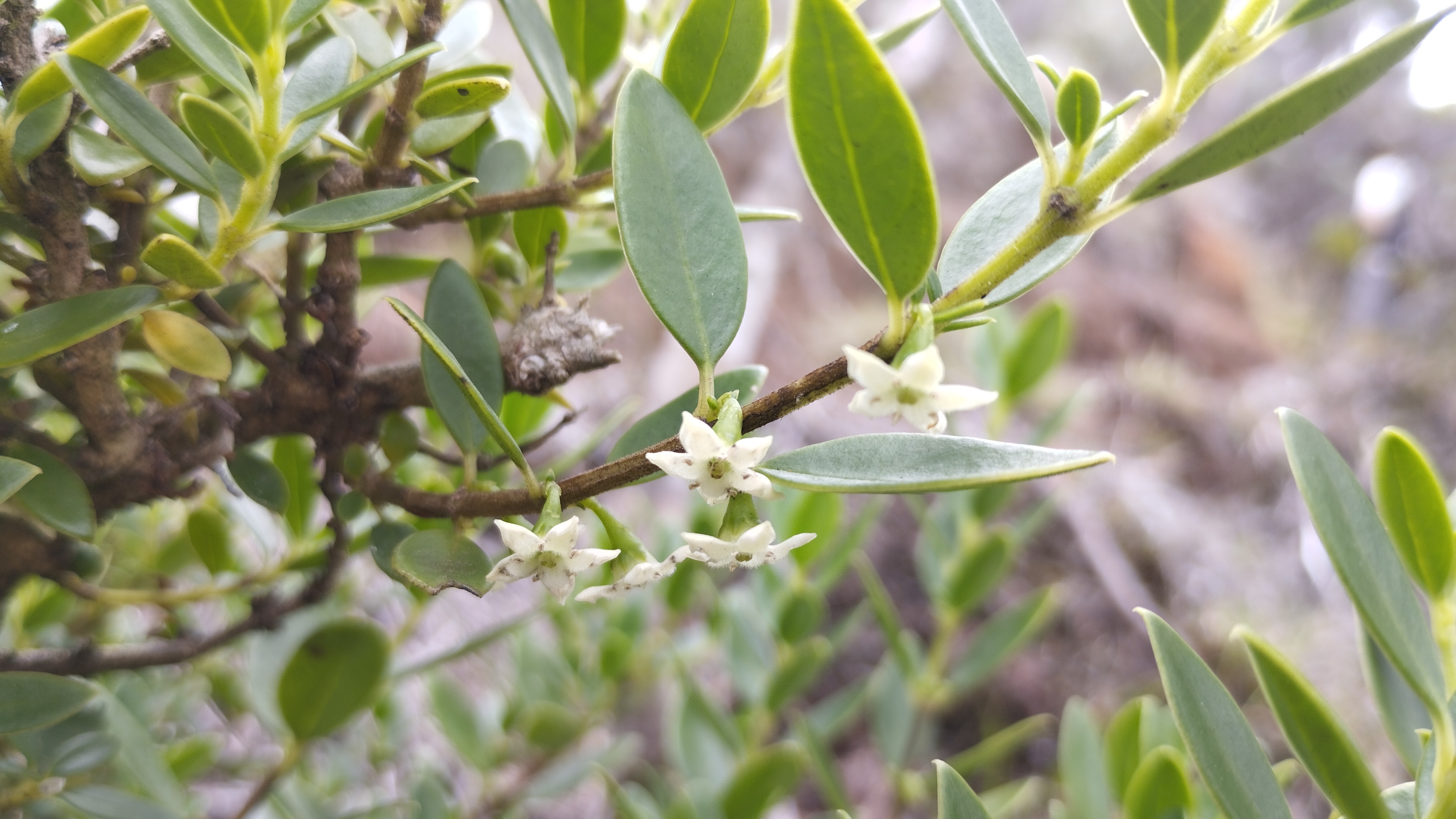 Geniostoma pedunculatum (1)