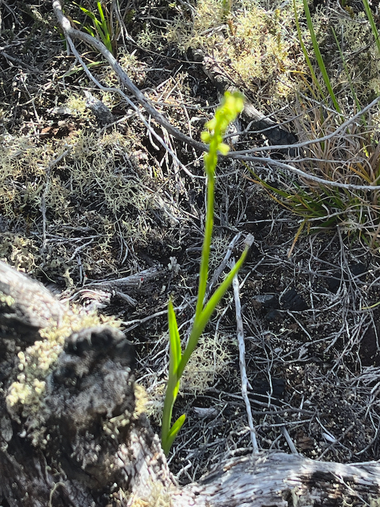 1. Benthamia africana Orchidaceae INDIGENE LA REUNION