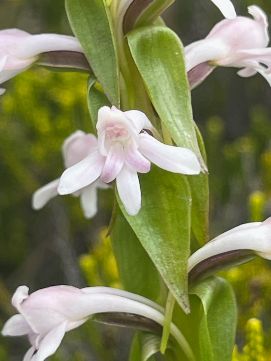 13. Satyrium amoenum Satyre charmant Orchidaceae INDIGENE LA REUNION  