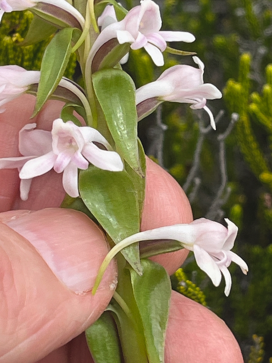 14. Satyrium amoenum Satyre charmant Orchidaceae INDIGENE LA REUNION