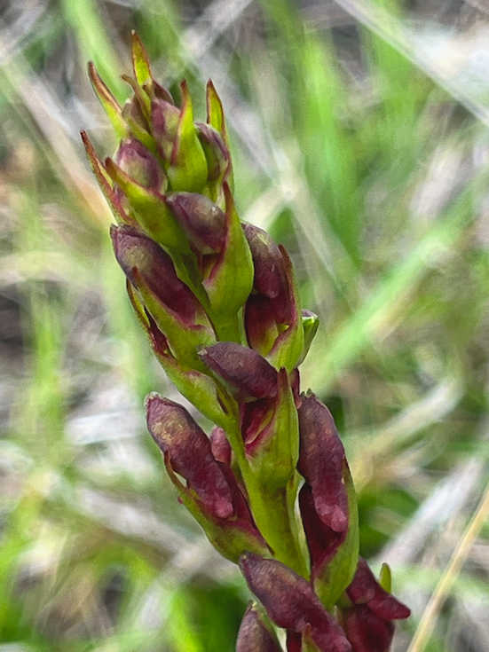 15.  Disa borbonica Orchidaceae ENDEMIQUE LA REUNION