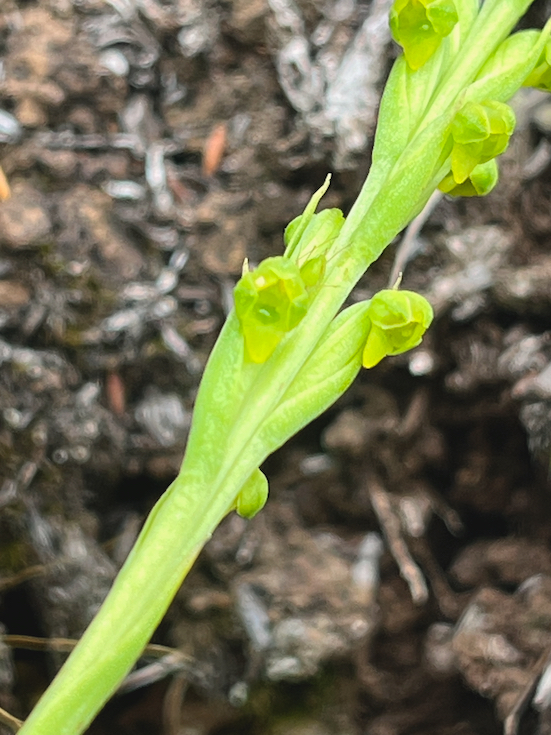 16.  Tylostigma hildebrandtii Orchidaceae ENDEMIQUE LA REUNION.