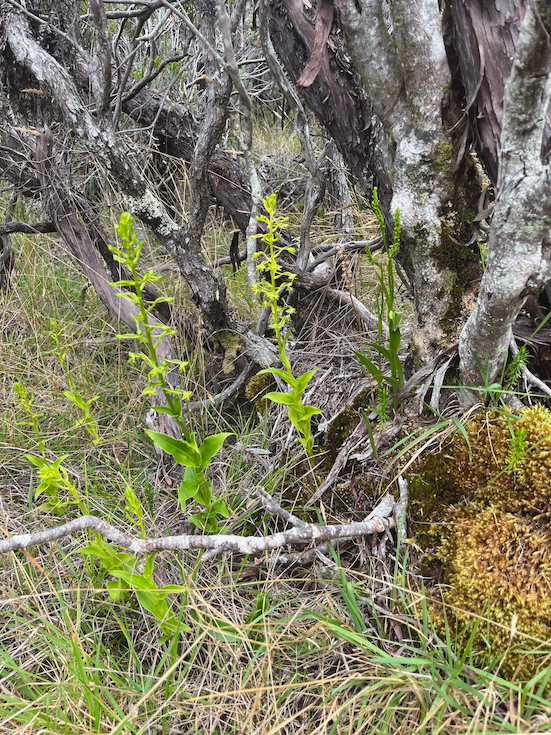 19.  Habenaria frappieri Peit MAI?S Or chidaceae ENDEMIQUE LA REUNION