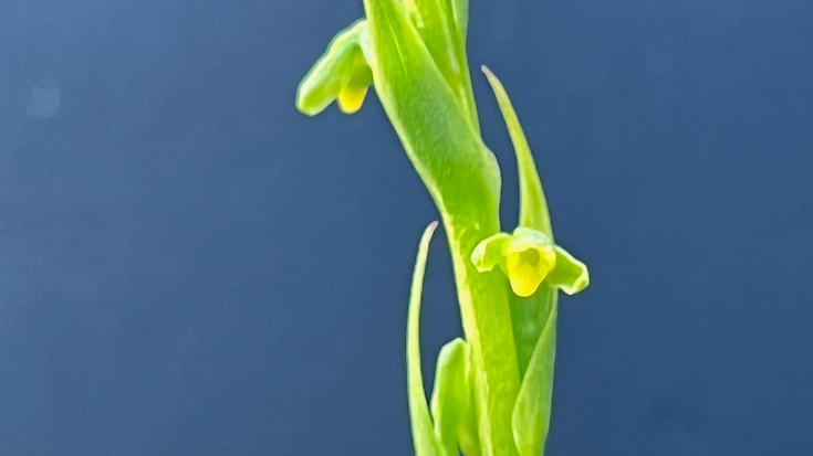 2. Benthamia africana Orchidaceae INDIGENE LA REUNION 
