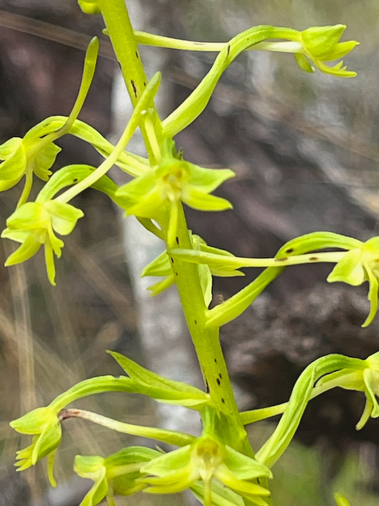 20  Habenaria frappieri Peit MAI?S Or chidaceae ENDEMIQUE LA REUNION 