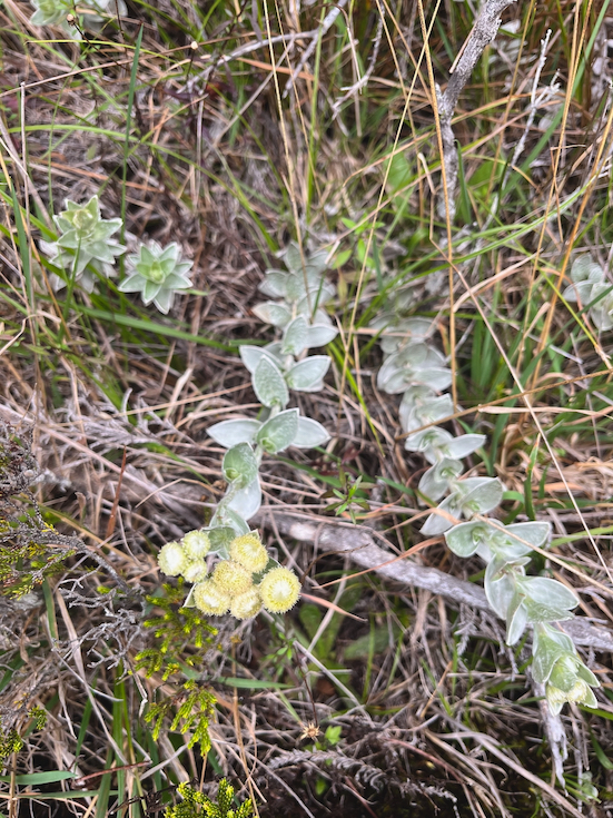 21.  Psiadia argentea - Petit velours - ASTERACEE Endémique  