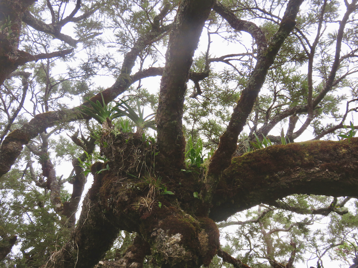 22. ??? Benthamia erinaceae Orchidaceae ENDEMIQUE LA REUNION
