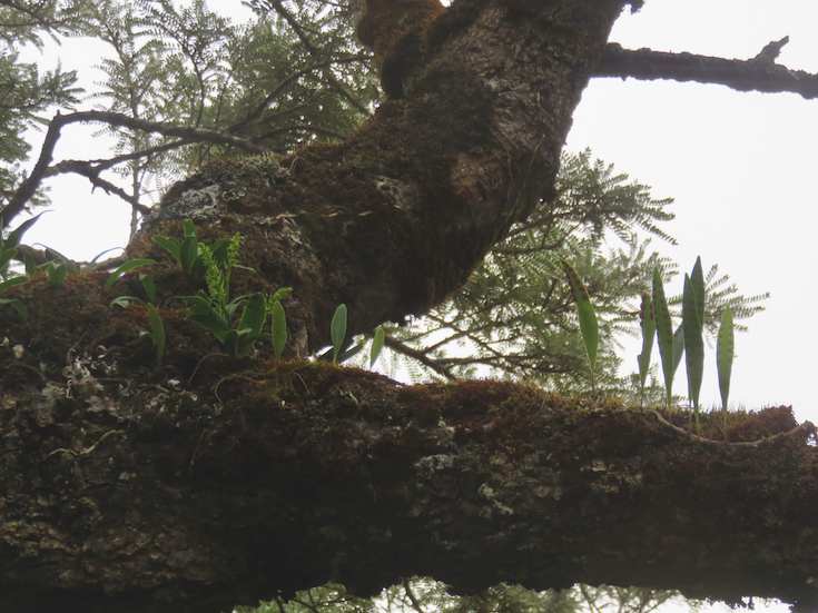 23 ??? Benthamia erinaceae Orchidaceae ENDEMIQUE LA REUNION