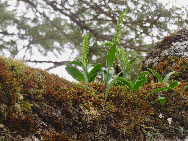 24. ??? Benthamia erinaceae Orchidaceae ENDEMIQUE LA REUNION