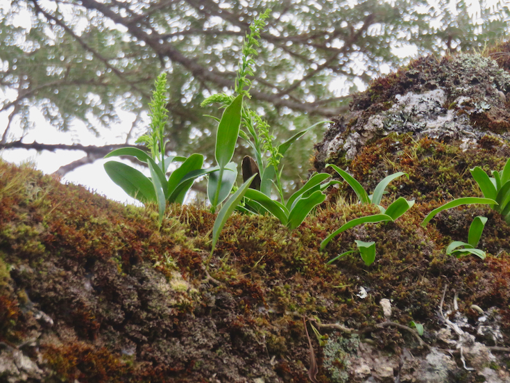 25. ??? Benthamia erinaceae Orchidaceae ENDEMIQUE LA REUNION
