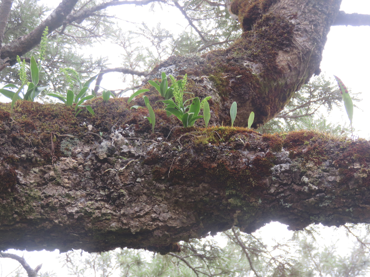 26. ??? Benthamia erinaceae Orchidaceae ENDEMIQUE LA REUNION