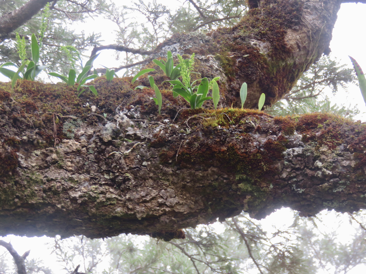 27. ??? Benthamia erinaceae Orchidaceae ENDEMIQUE LA REUNION