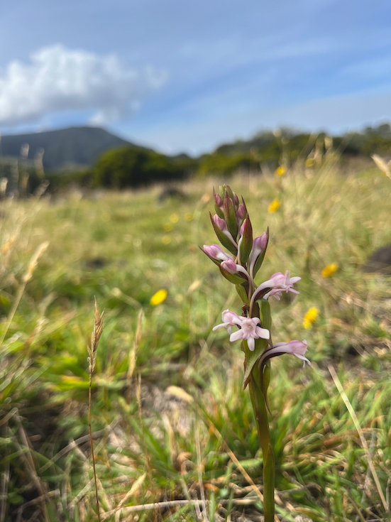 3. Satyrium amoenum Satyre charmant Orchidaceae INDIGENE LA REUNION