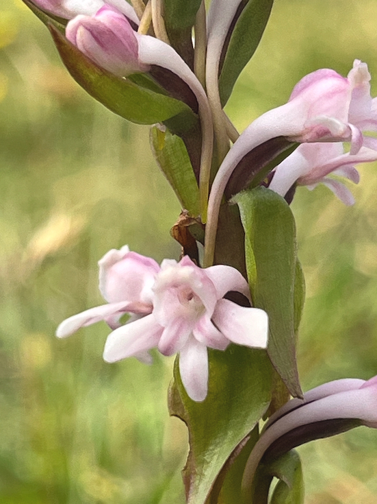 4. Satyrium amoenum Satyre charmant Orchidaceae INDIGENE LA REUNION