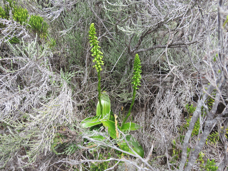 5. Benthamia chlorantha Orchidaceae INDIGENE LA REUNION