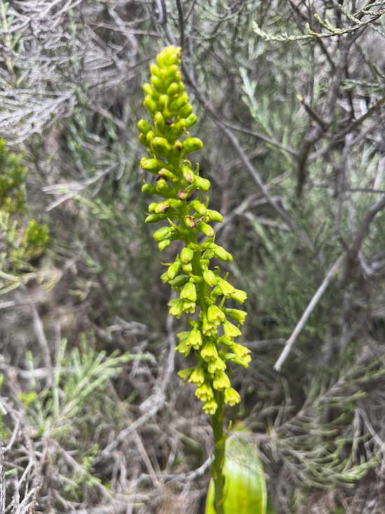6. Benthamia chlorantha Orchidaceae INDIGENE LA REUNION