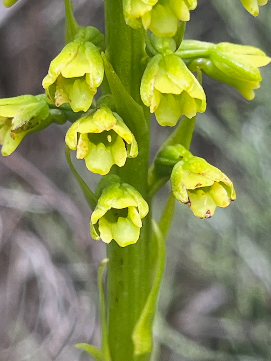 7.  Benthamia chlorantha Orchidaceae INDIGENE LA REUNION 