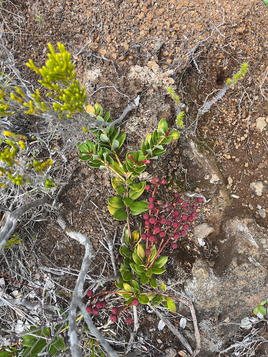 8. Agarista buxifolia Petit bois de rempart Fabaceae INDIGENE LA REUNION