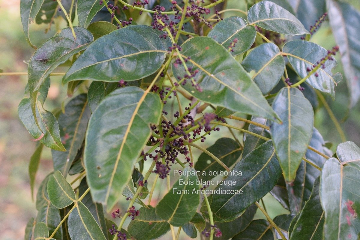 DSC_4900.jpeg