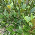 10 Pleurostylia pachyphloea - Bois d'olive gros peau - Celastracee - B.jpg