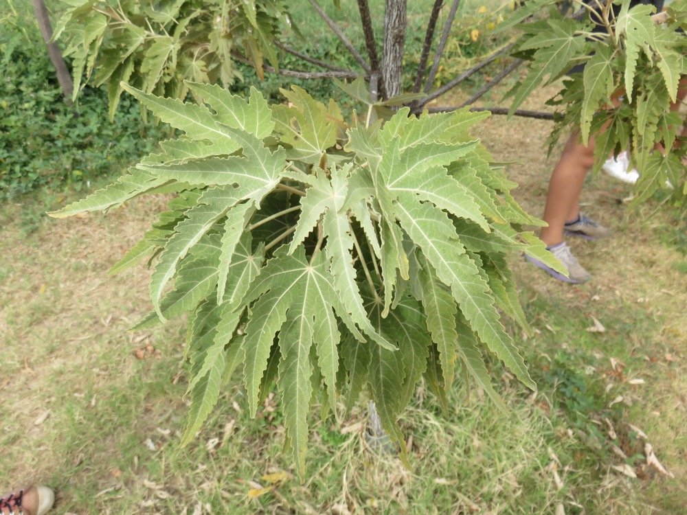 12 Ruizia cordata Cav. - Bois de senteur blanc - Malvaceae - Endemique de La Reunion.jpg