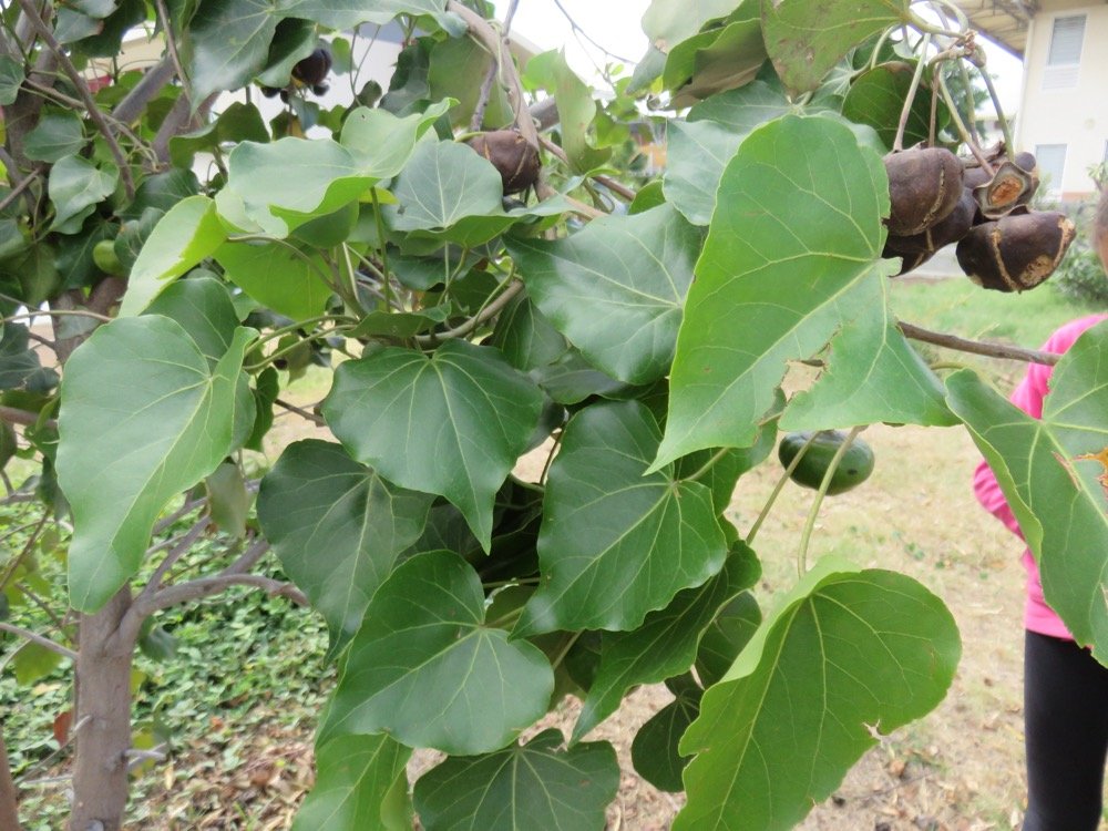 14 Thespesia populnoides - Porcher - Malvaceae - exotique.jpg