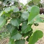 14 Thespesia populnoides - Porcher - Malvaceae - exotique.jpg