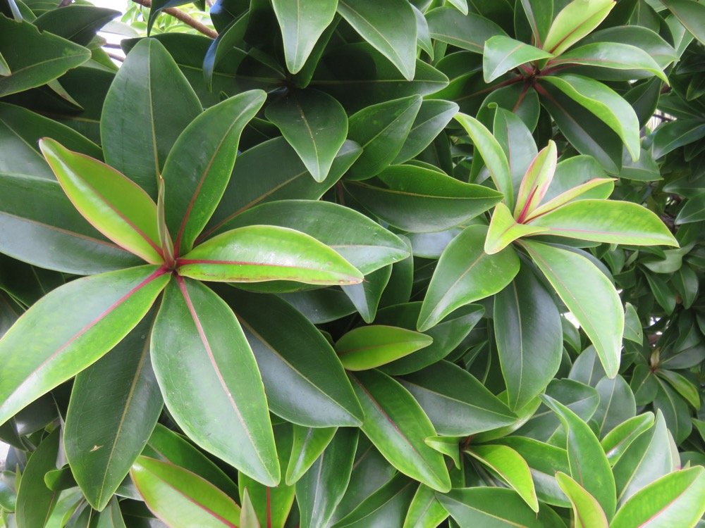 15 Foetidia mauritiana Lam. - Bois puant - Lecythidaceae - Endemique Reunion et Maurice..jpg