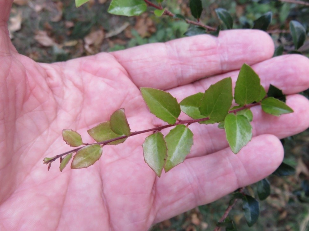 18 Scolopia heterophylla (Lam.) Sleumer - Bois de tisane rouge - Salicaceae - Endemique des Mascareignes..jpg