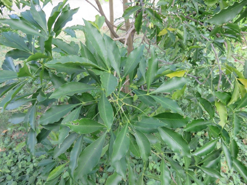 24 Vepris lanceolata - Patte poule Saint-Leu - Rutaceae.jpg