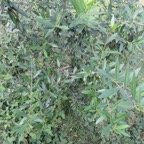 30 Olea europaea - Bois d'olive noir - Oleacee - I.jpg
