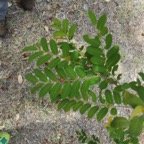 32 Phyllanthus casticum - Bois de demoiselle - Phyllanthaceae.jpg