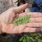33 FeuilleS de Phyllanthus casticum - Bois de demoiselle - Phyllanthaceae.jpg