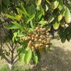35 Cossinia pinnata  - Bois de Judas - SAPINDACEE  Endemique M fruits.jpg