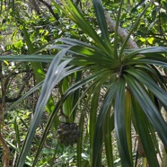 3. Fruit Pandanus sylvestris - Petit Pimpin - Pandanacée - B.jpeg