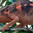 caméléon femelle++ (1).jpg