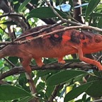 caméléon femelle++ (2).jpg