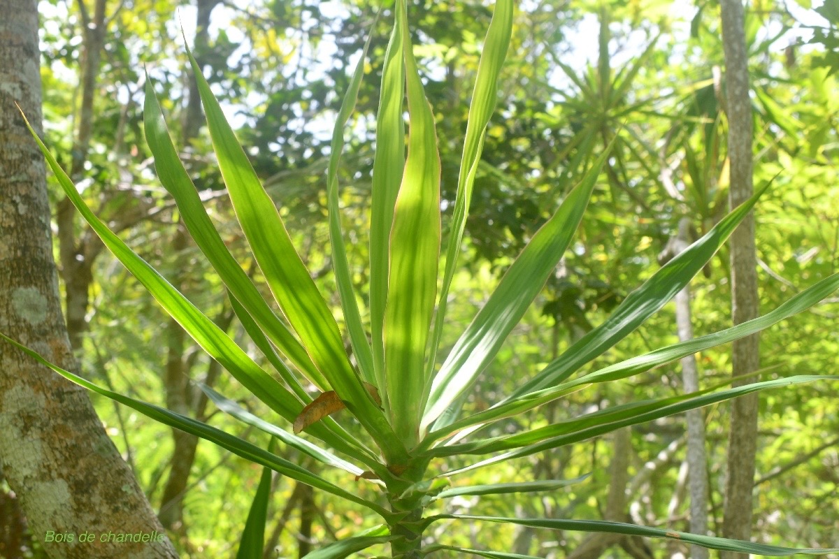 Dracaena reflexa Bois de chandelle Aspa ragaceae Indigène La Réunion 1417.jpeg