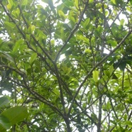 Myonima obovata Bois de prune rat Rubiacea e Endémique La Réunion ,Maurice 1458.jpeg