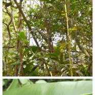 Calophyllum_tacamahaca-Takamaka-CALOPHYLLACEAE-Endemique_Reunion_Maurice-20240327_182500.jpg