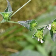 Elephantopus_mollis-Tabac_marron-ASTERACEAE-EE-MB3_5852.jpg